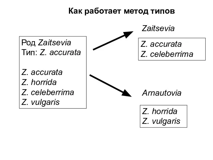 Как работает метод типов Род Zaitsevia Тип: Z. accurata Z. accurata