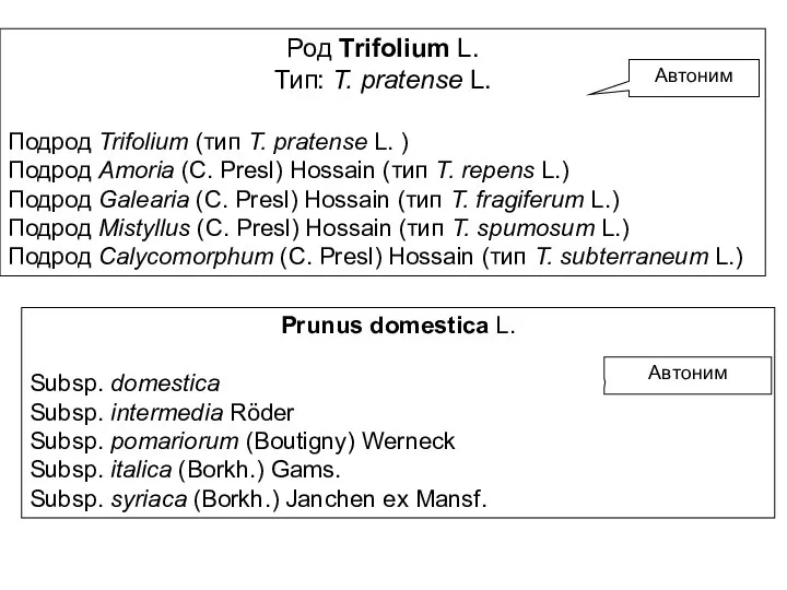 Род Trifolium L. Тип: T. pratense L. Подрод Trifolium (тип T.
