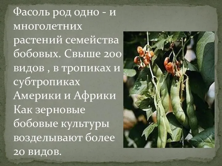 Фасоль род одно - и многолетних растений семейства бобовых. Свыше 200