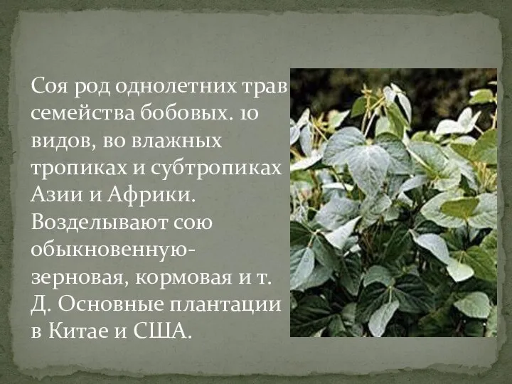 Соя род однолетних трав семейства бобовых. 10 видов, во влажных тропиках