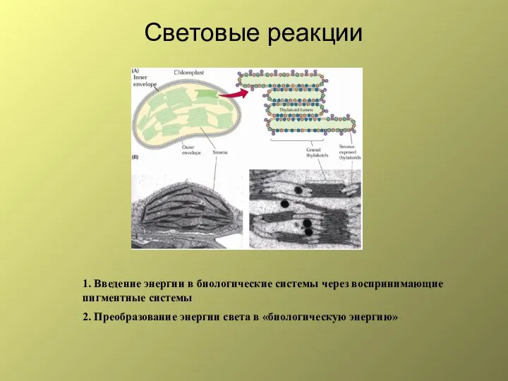 Световые реакции 1. Введение энергии в биологические системы через воспринимающие пигментные