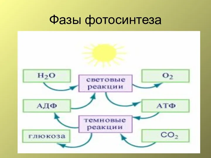 Фазы фотосинтеза
