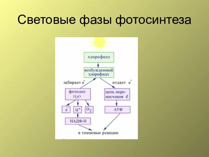 Световые фазы фотосинтеза