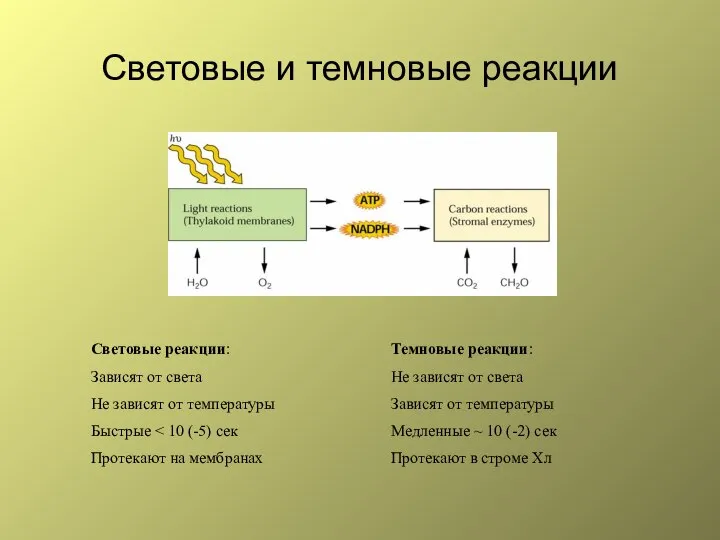 Световые и темновые реакции Световые реакции: Зависят от света Не зависят