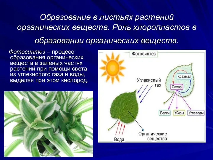 Образование в листьях растений органических веществ. Роль хлоропластов в образовании органических