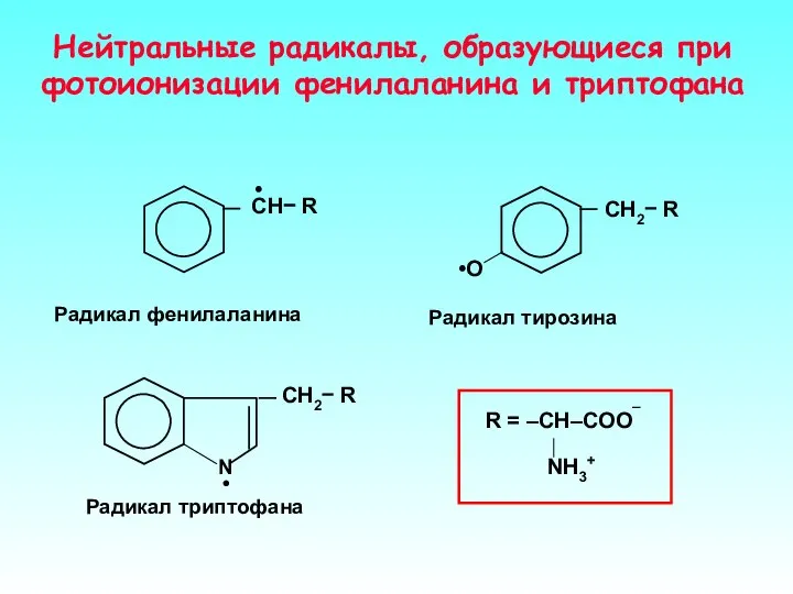 Нейтральные радикалы, образующиеся при фотоионизации фенилаланина и триптофана