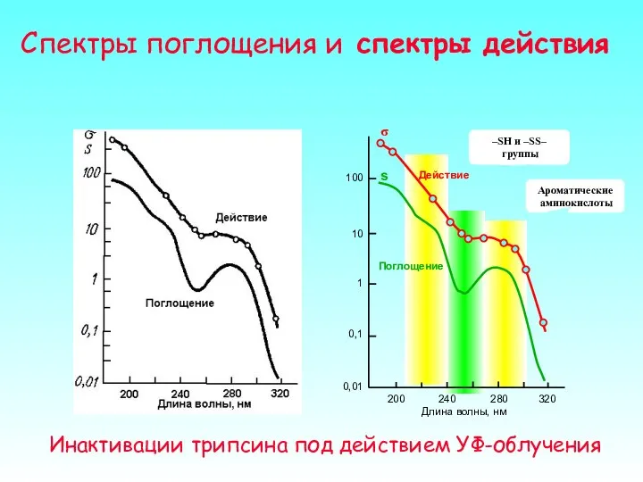 Спектры поглощения и спектры действия Длина волны, нм 100 10 1