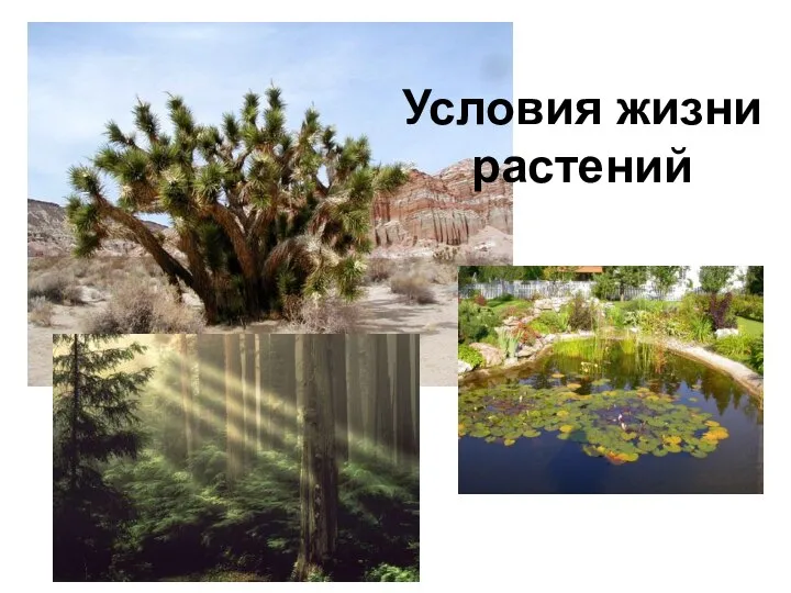 Условия жизни растений