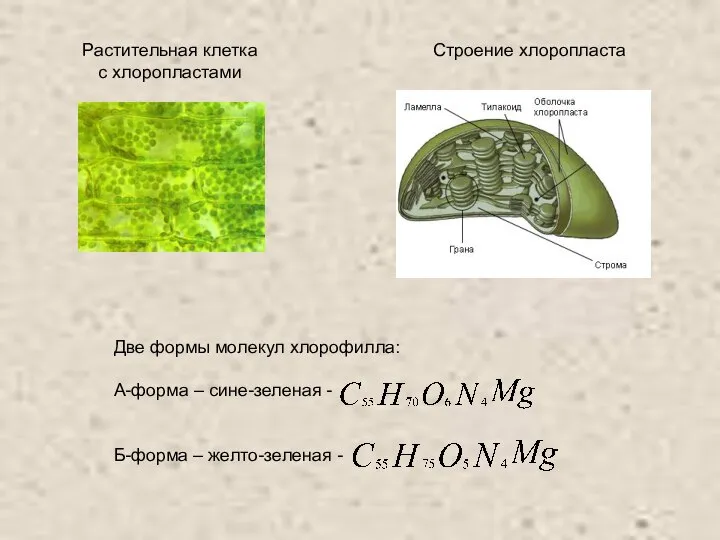 Строение хлоропласта Растительная клетка с хлоропластами Две формы молекул хлорофилла: А-форма