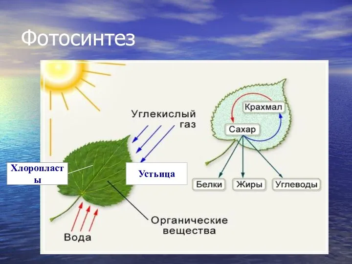 Фотосинтез Устьица Хлоропласты