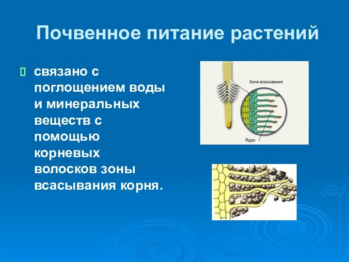 Почвенное питание растений связано с поглощением воды и минеральных веществ с