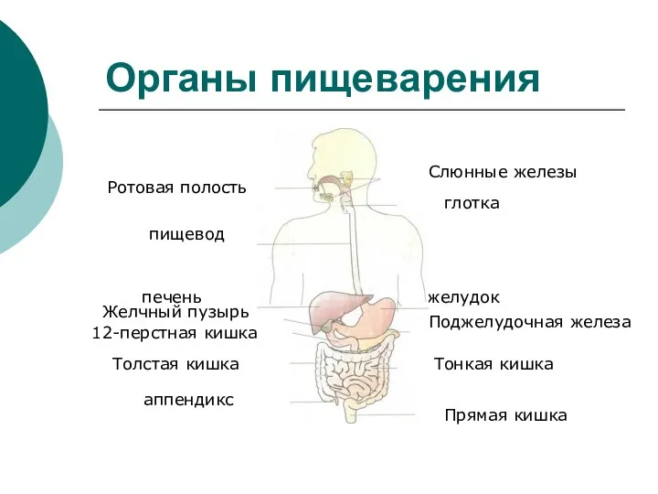 Органы пищеварения Ротовая полость Слюнные железы глотка пищевод печень желудок Желчный