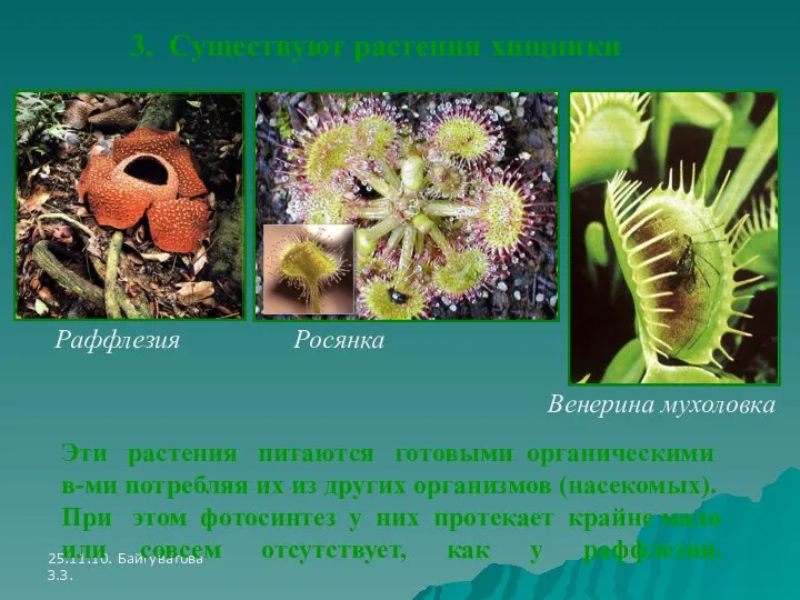 25.11.10. Байгуватова З.З. Раффлезия Росянка Венерина мухоловка 3. Существуют растения хищники