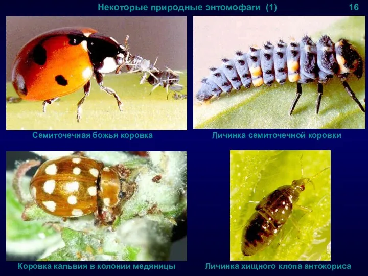 Некоторые природные энтомофаги (1) 16 Семиточечная божья коровка Личинка семиточечной коровки