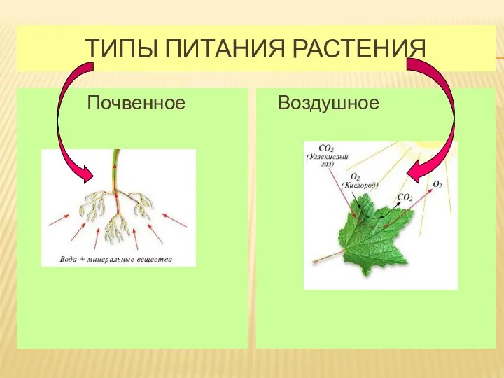 ТИПЫ ПИТАНИЯ РАСТЕНИЯ Почвенное Воздушное