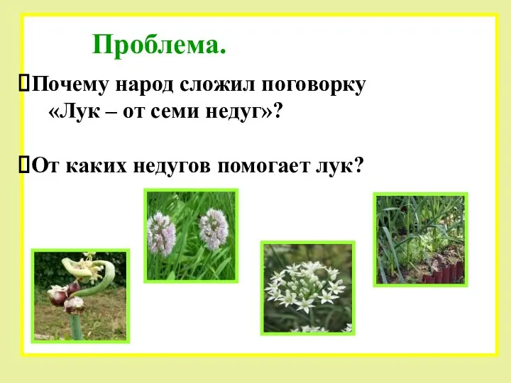 Проблема. Почему народ сложил поговорку «Лук – от семи недуг»? От каких недугов помогает лук?