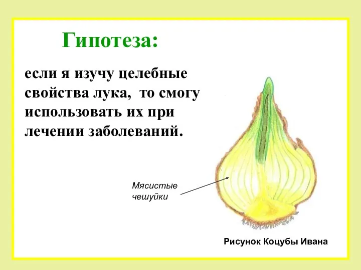 Гипотеза: если я изучу целебные свойства лука, то смогу использовать их