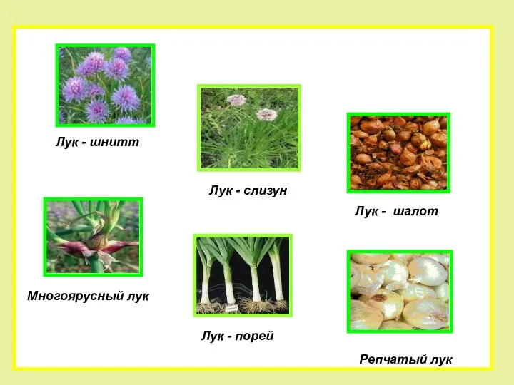 Лук - шалот Лук - слизун Многоярусный лук Лук - шнитт Лук - порей Репчатый лук