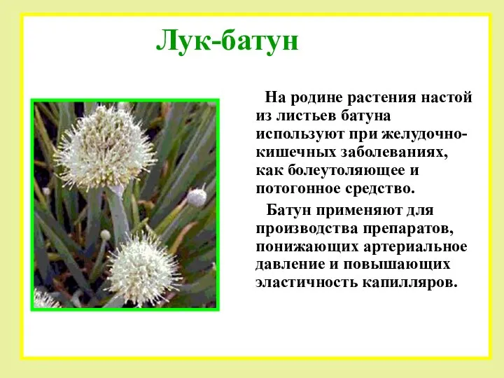 На родине растения настой из листьев батуна используют при желудочно-кишечных заболеваниях,