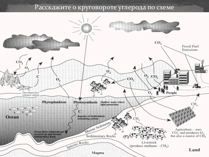 Расскажите о круговороте углерода по схеме