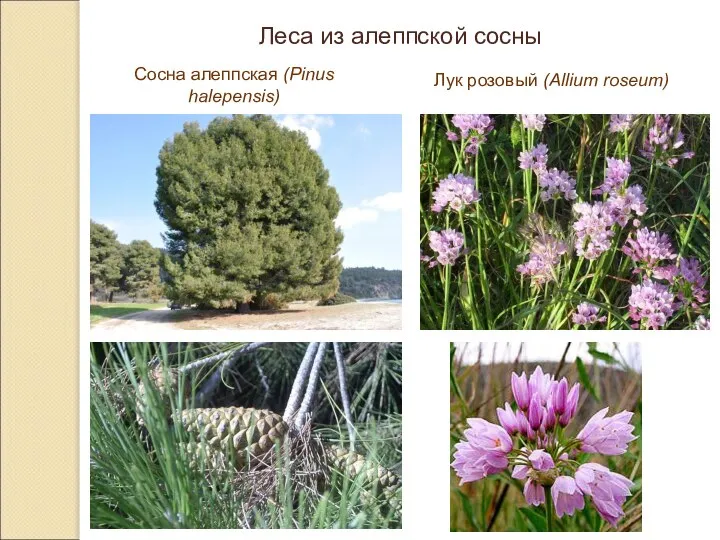 Леса из алеппской сосны Сосна алеппская (Pinus halepensis) Лук розовый (Allium roseum)