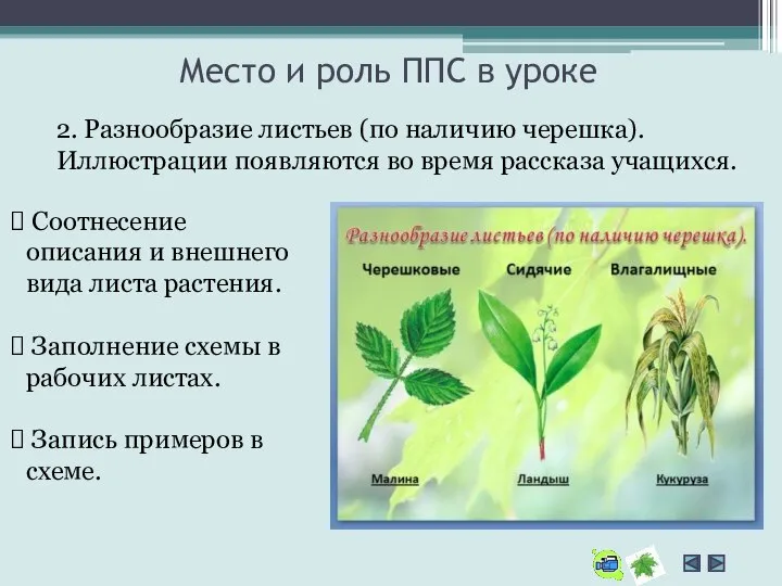 Место и роль ППС в уроке 2. Разнообразие листьев (по наличию