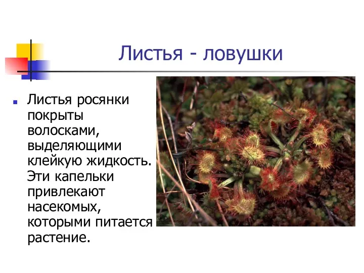 Листья - ловушки Листья росянки покрыты волосками, выделяющими клейкую жидкость. Эти