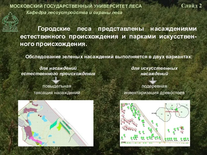 Городские леса представлены насаждениями естественного происхождения и парками искусствен-ного происхождения. Обследование