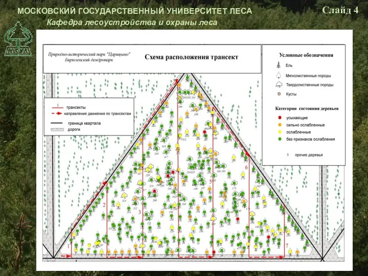 МОСКОВСКИЙ ГОСУДАРСТВЕННЫЙ УНИВЕРСИТЕТ ЛЕСА Кафедра лесоустройства и охраны леса Слайд 4