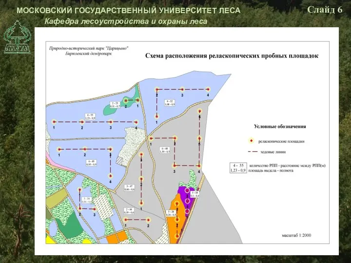 МОСКОВСКИЙ ГОСУДАРСТВЕННЫЙ УНИВЕРСИТЕТ ЛЕСА Кафедра лесоустройства и охраны леса Слайд 6