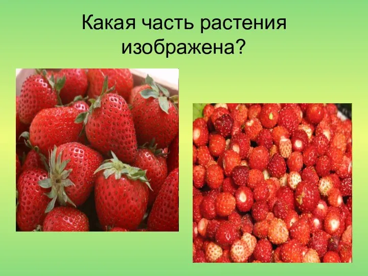 Какая часть растения изображена?