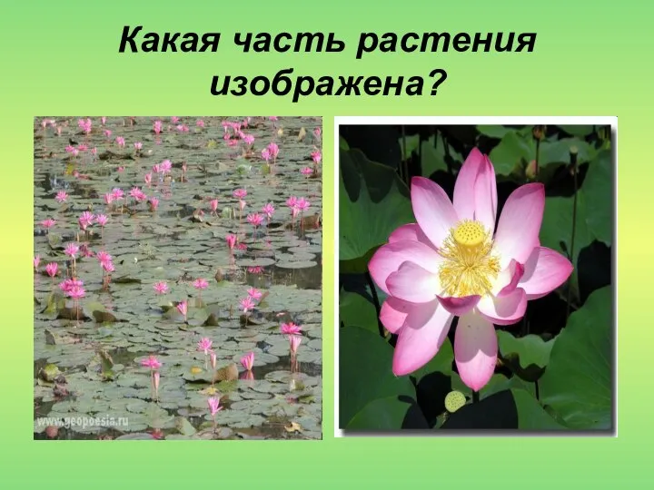 Какая часть растения изображена?