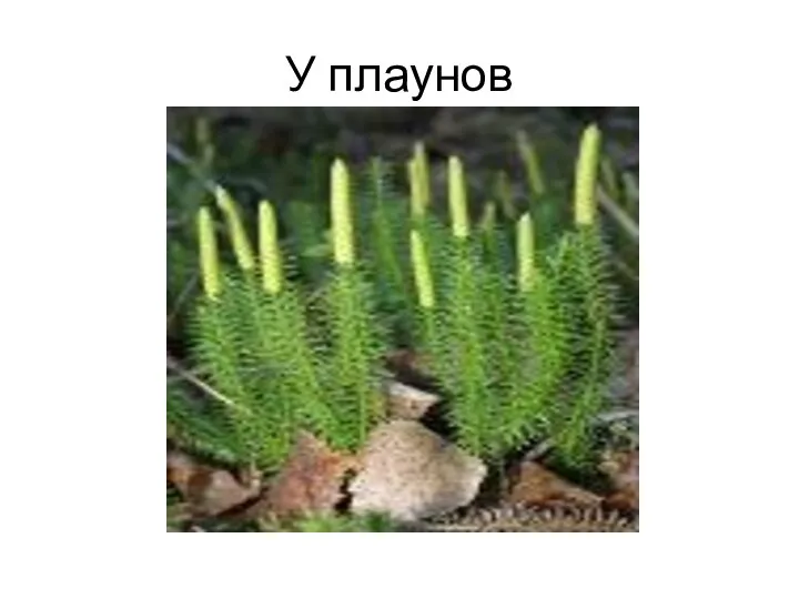 У плаунов