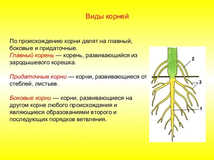 По происхождению корни делят на главный, боковые и придаточные. Главный корень