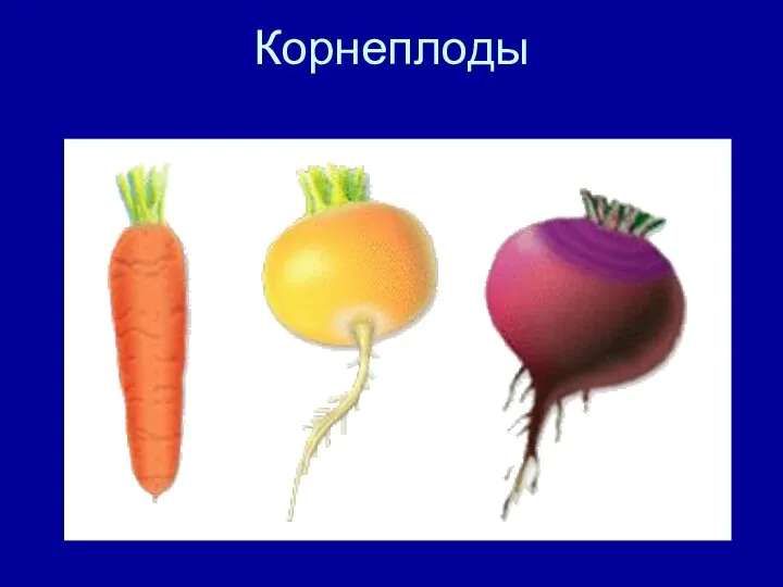 Корнеплоды