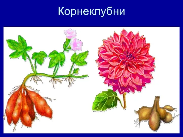 Корнеклубни