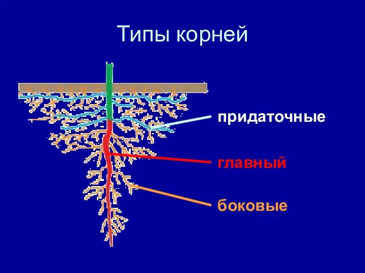 Типы корней