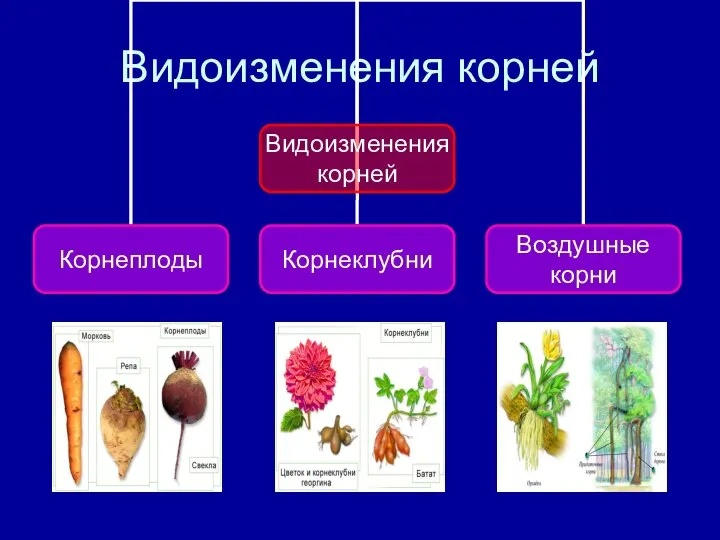 Видоизменения корней