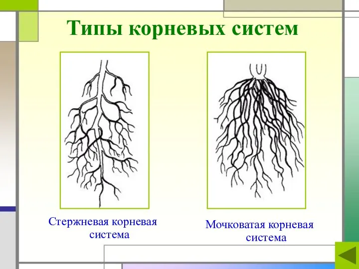 Типы корневых систем Стержневая корневая система Мочковатая корневая система