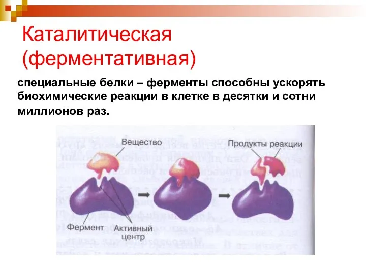 Каталитическая (ферментативная) специальные белки – ферменты способны ускорять биохимические реакции в