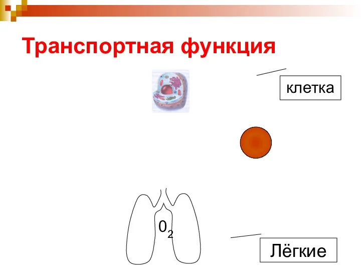 Транспортная функция клетка 02