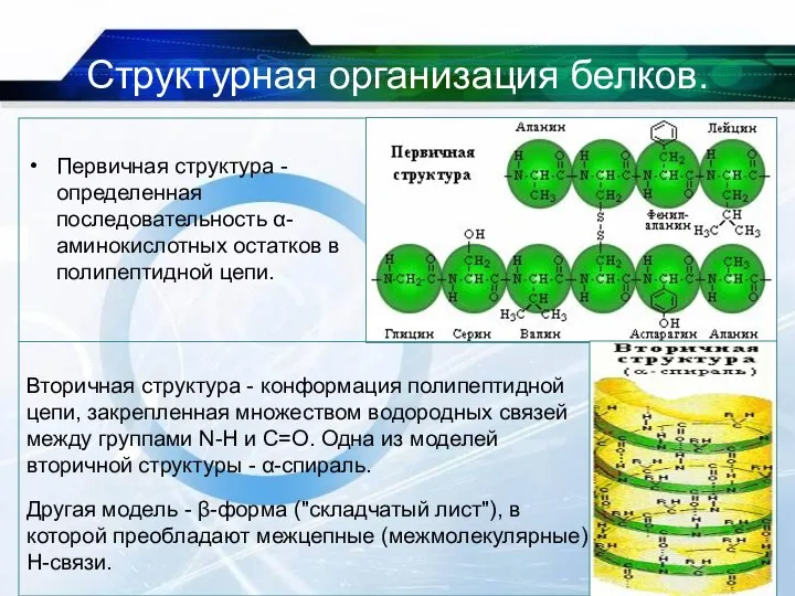 Структурная организация белков. Первичная структура - определенная последовательность α- аминокислотных остатков