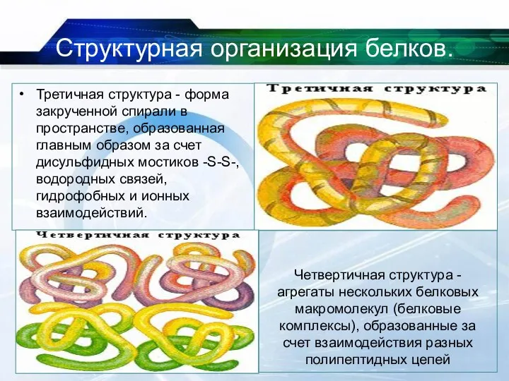 Структурная организация белков. Третичная структура - форма закрученной спирали в пространстве,