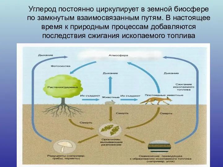 Углерод постоянно циркулирует в земной биосфере по замкнутым взаимосвязанным путям. В