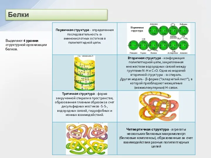 Белки Выделяют 4 уровня структурной организации белков.