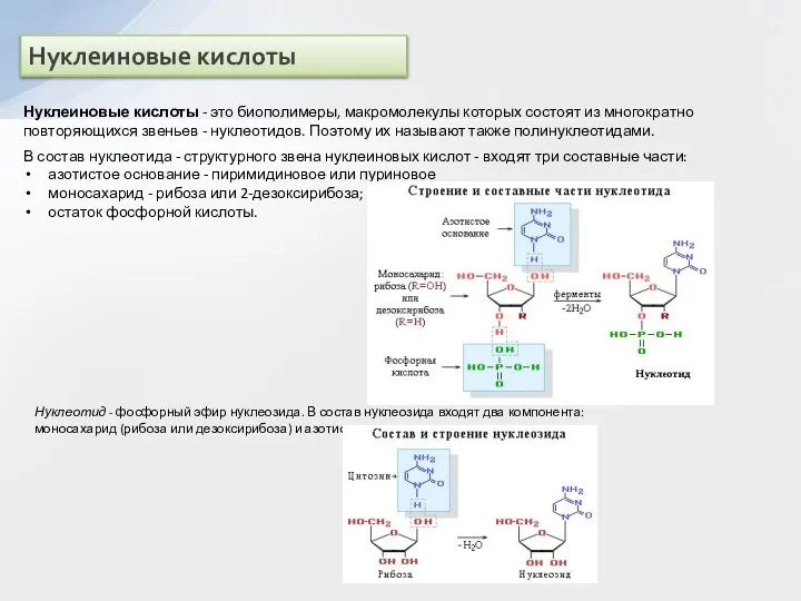 Нуклеиновые кислоты Нуклеиновые кислоты - это биополимеры, макромолекулы которых состоят из