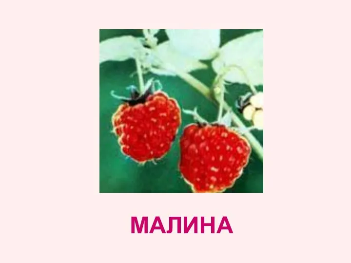 МАЛИНА