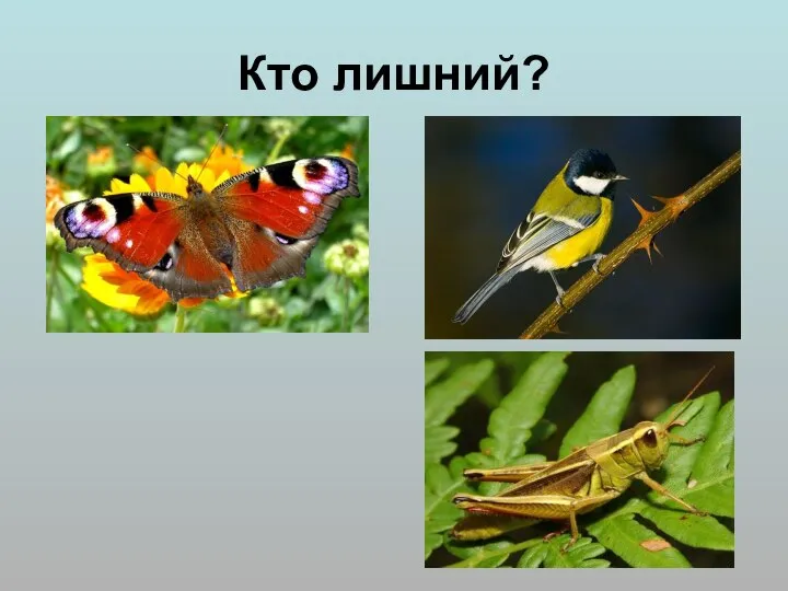 Кто лишний?