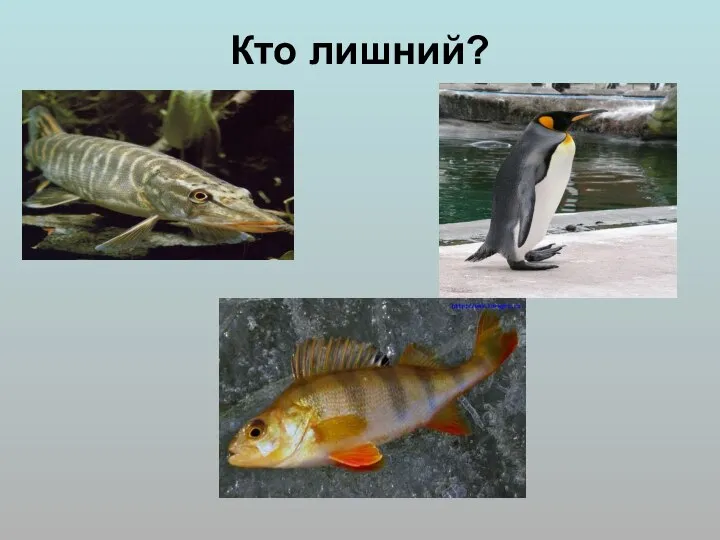 Кто лишний?