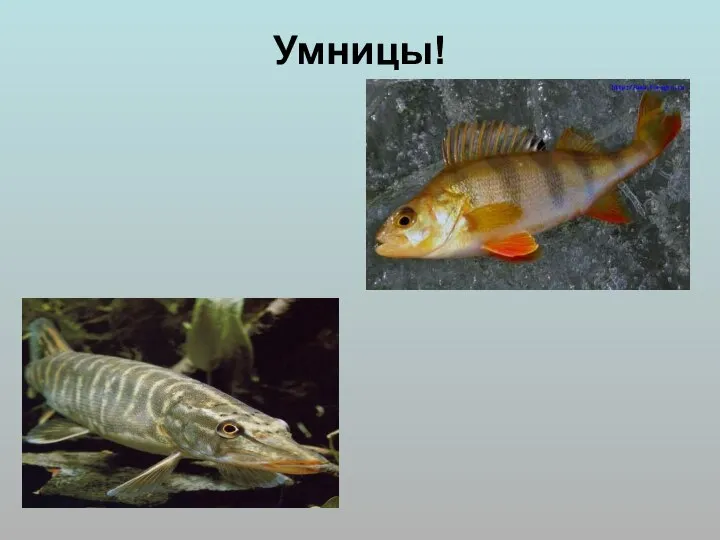 Умницы!